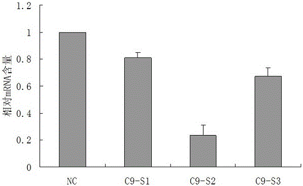 C9orfll6 gene capable of regulating liver regeneration, and siRNA (Ribonucleic Acid) interference target spot and application thereof