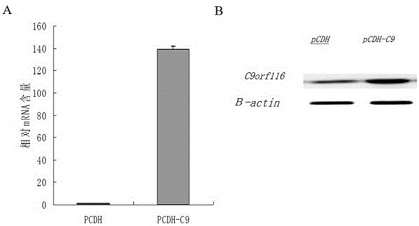 C9orfll6 gene capable of regulating liver regeneration, and siRNA (Ribonucleic Acid) interference target spot and application thereof