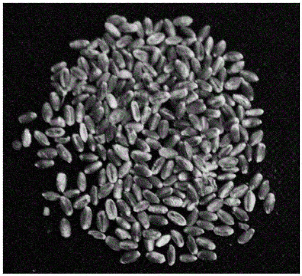 Rapid and efficient genetic transformation method for agrobacterium tumefaciens-mediated wheat stem tips