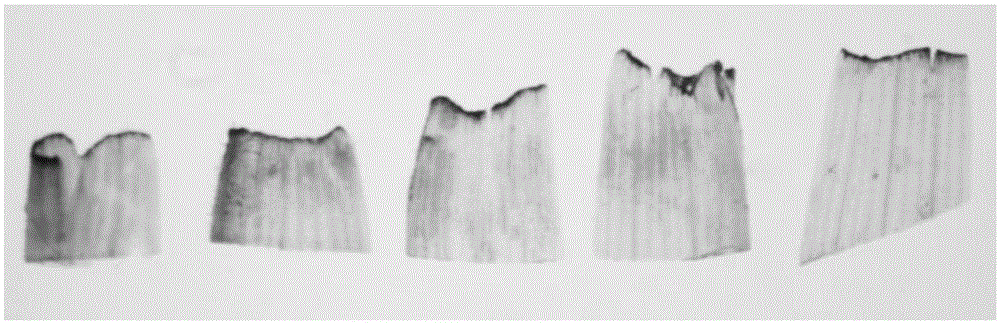 Rapid and efficient genetic transformation method for agrobacterium tumefaciens-mediated wheat stem tips