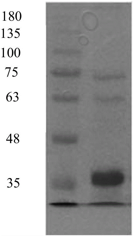 Construction of N-carbamoylase expression genes and engineering bacteria of N-carbamoylase expression genes