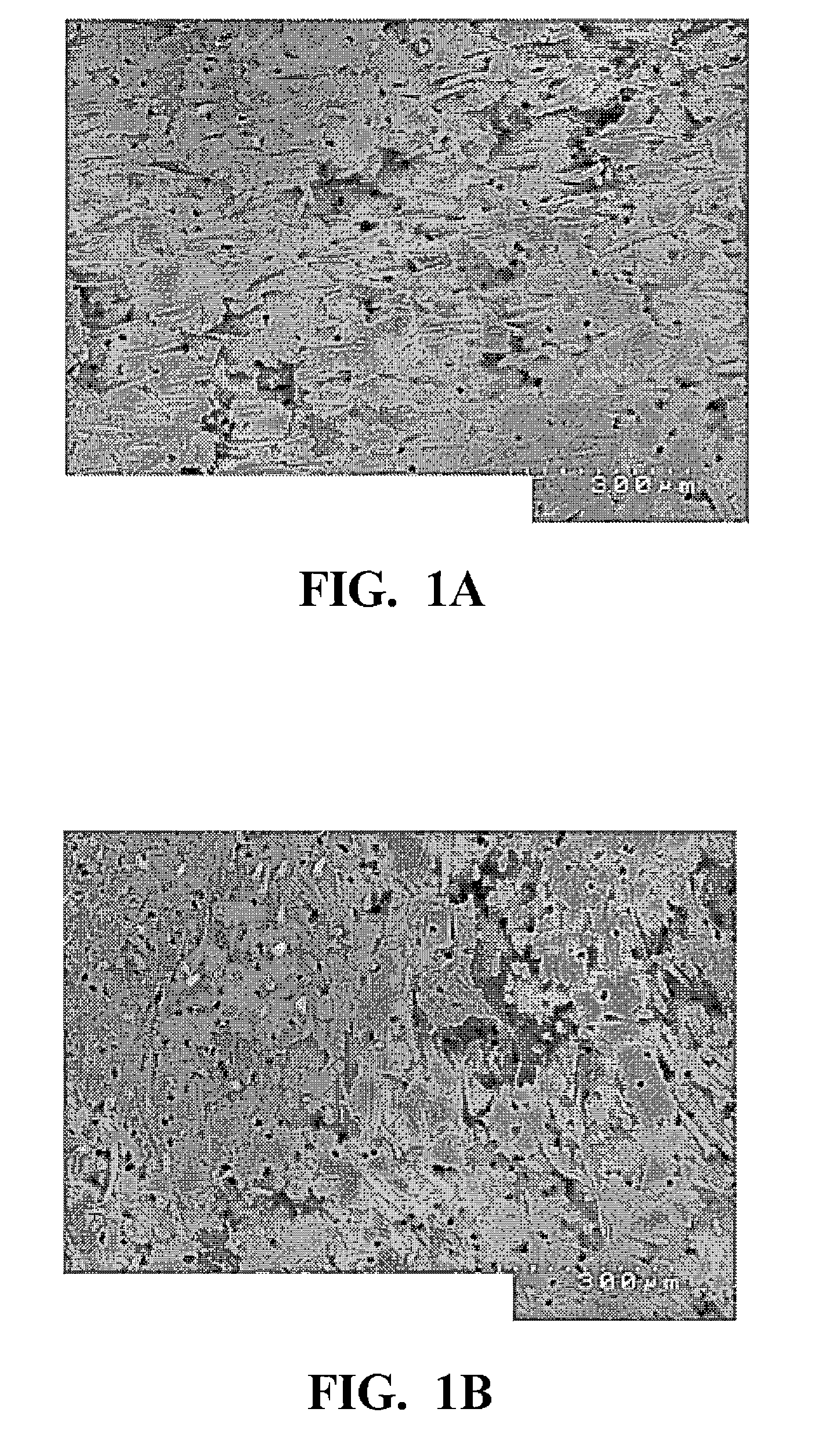 Fluororesin and polyamide fiber composition, and sliding member made therefrom