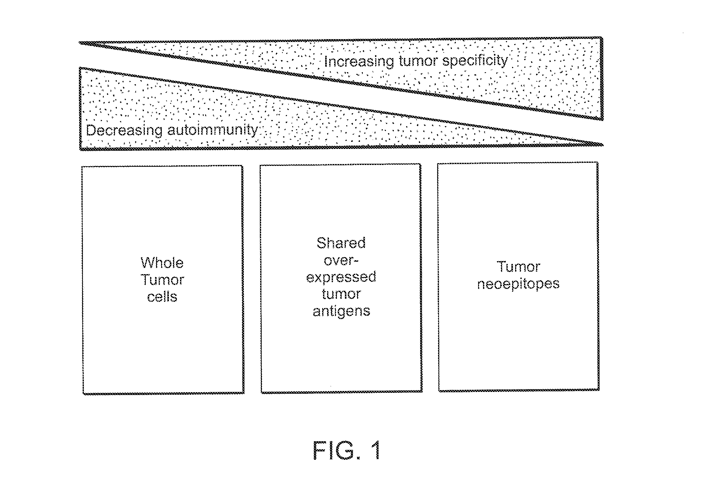 Compositions and methods of identifying tumor specific neoantigens