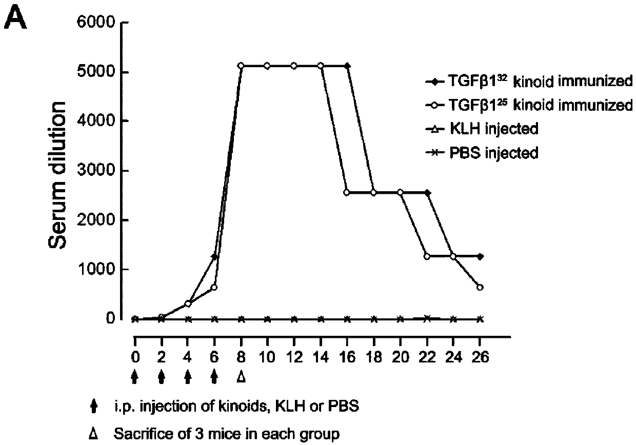 Synthetic peptide vaccine of B cell epitope based on TGF(transforming growth factor)-beta1 and application thereof