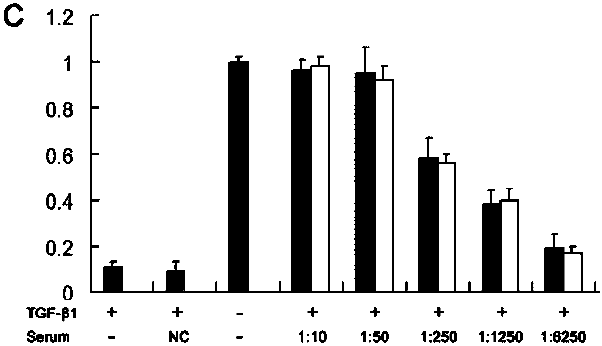 Synthetic peptide vaccine of B cell epitope based on TGF(transforming growth factor)-beta1 and application thereof