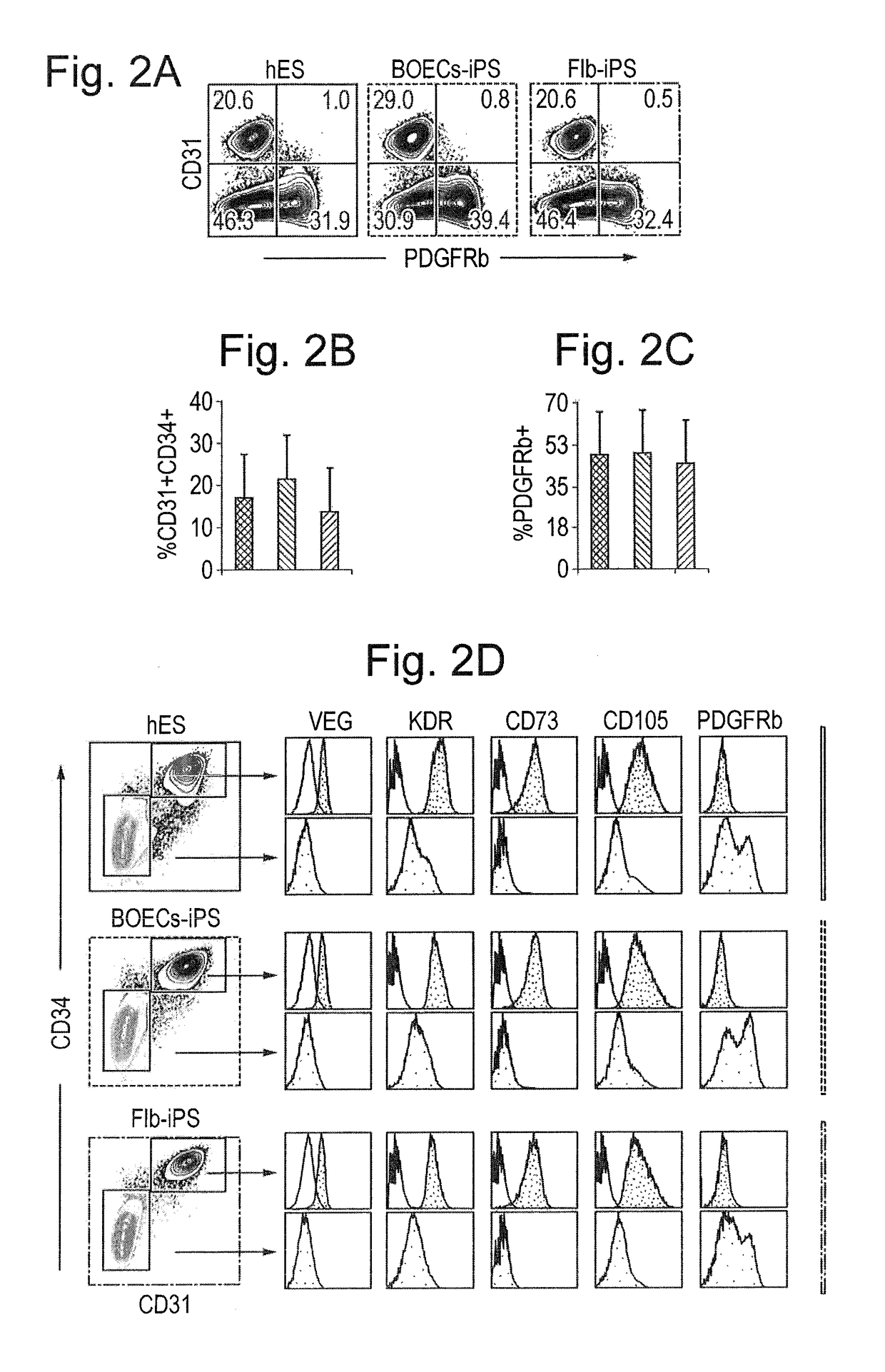 Differentiation and expansion of endothelial cells from pluripotent stem cells and the in vitro formation of vasculature like structures