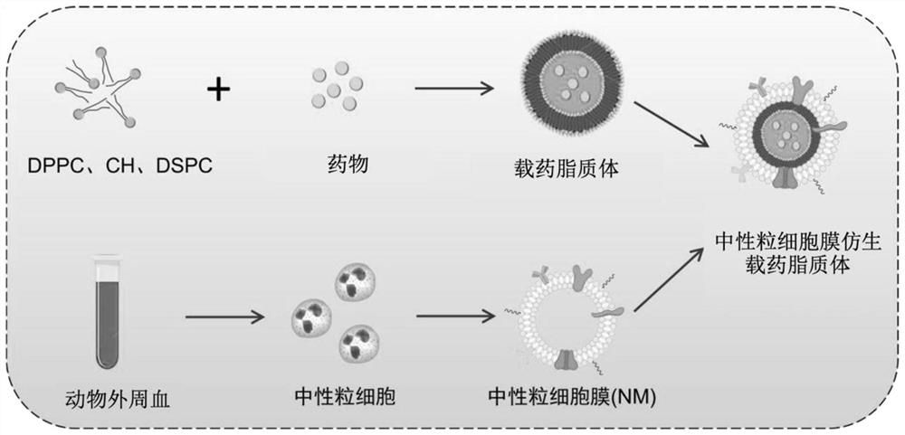 Bionic drug-loaded nanoparticles for specific targeting pulsed electric field ablation postoperative inflammatory region and preparation method thereof