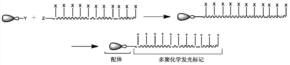 Polymer chemiluminescent labeling reagent as well as preparation method and application of reagent