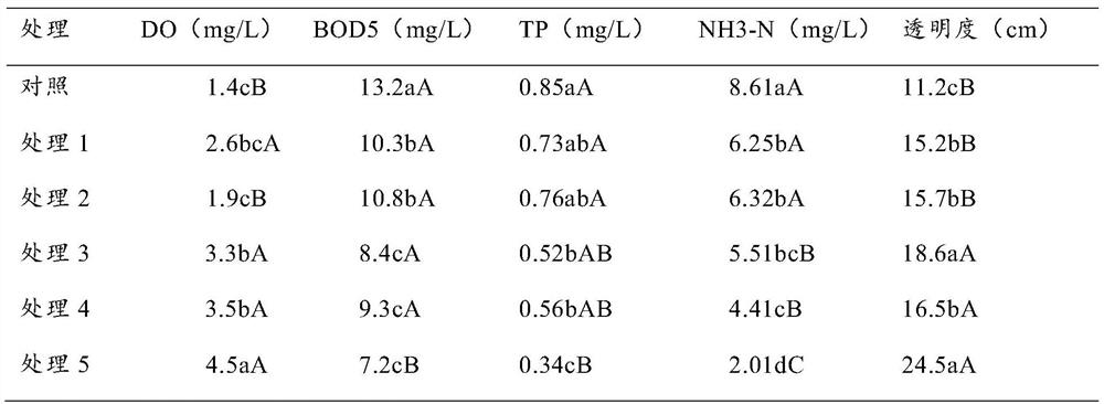 Compound microbial agent for black and odorous water treatment and preparation method thereof