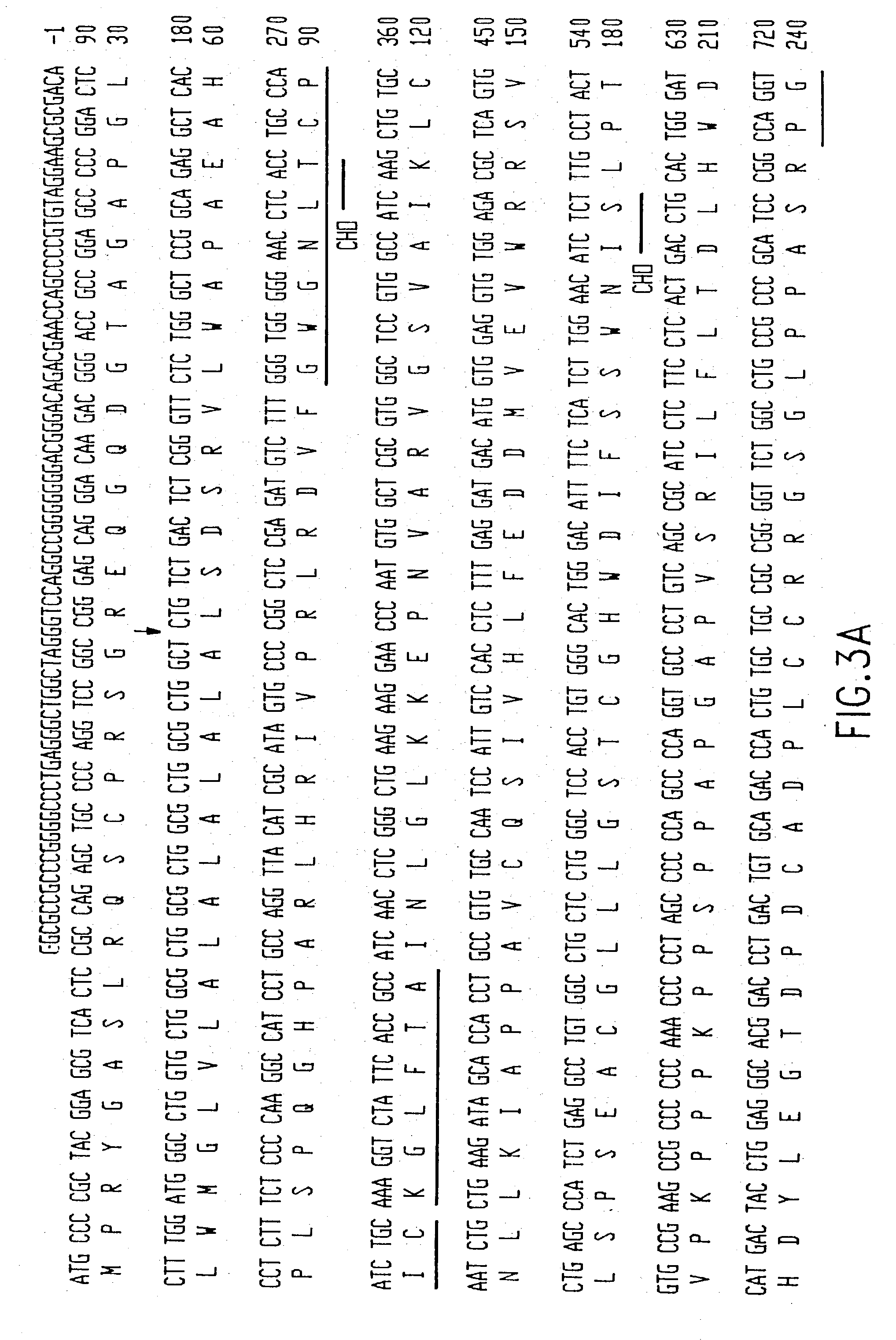 Acid sphingomyelinase gene and diagnosis of Niemann-pick disease