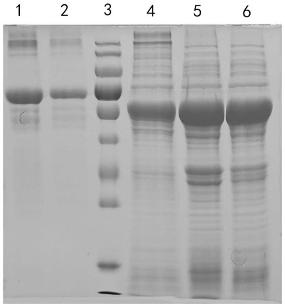 Type-B avian infectious coryza subunit vaccine as well as preparation method and application thereof