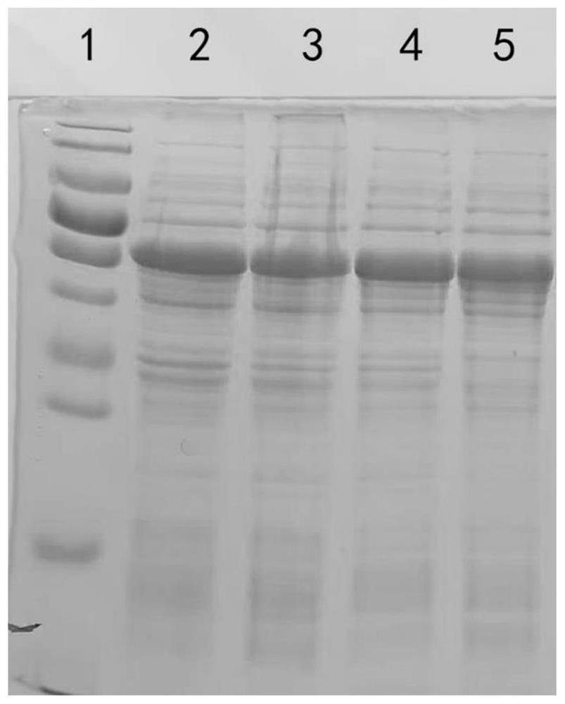 Type-B avian infectious coryza subunit vaccine as well as preparation method and application thereof