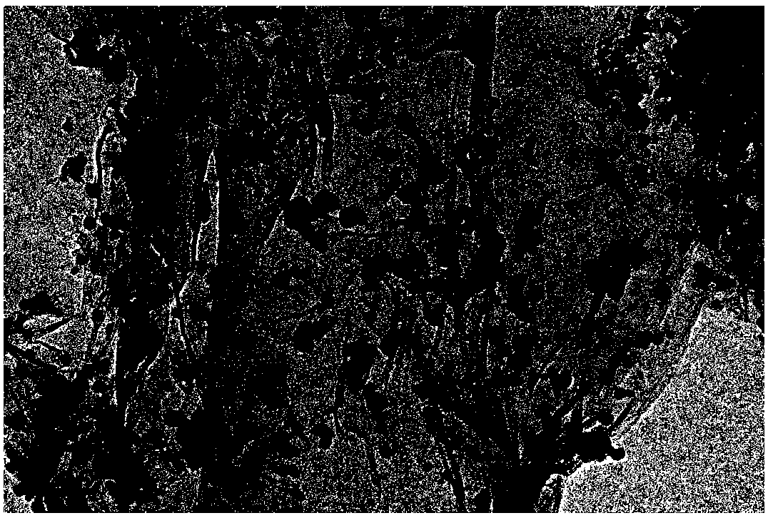 Reduced graphene oxide, tin dioxide and ferric oxide composites