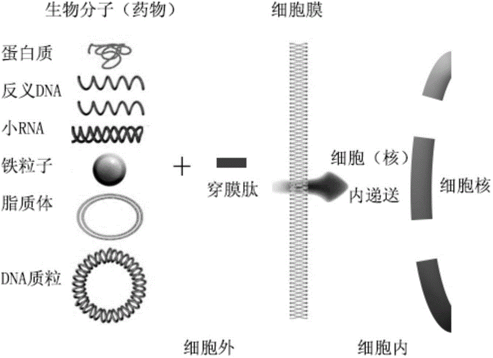 Cell-penetrating peptide hPP8 and application thereof