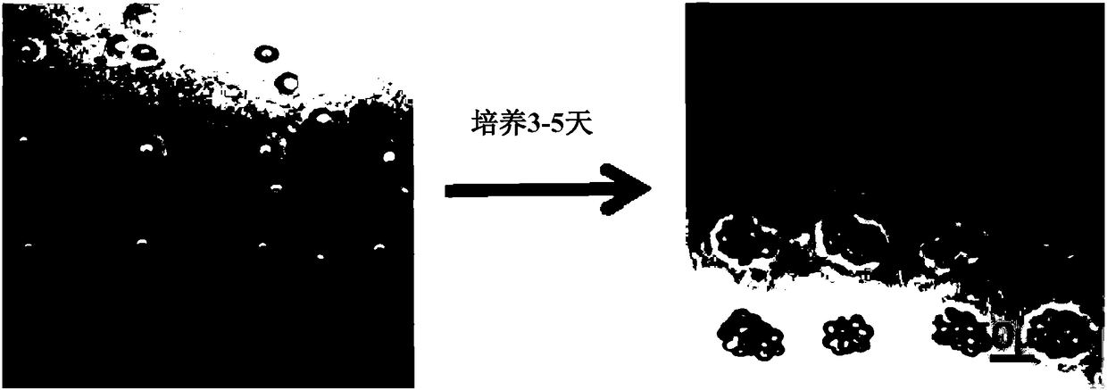 3D cell culture chip based on soft lithography as well as preparation method and application of 3D cell culture chip