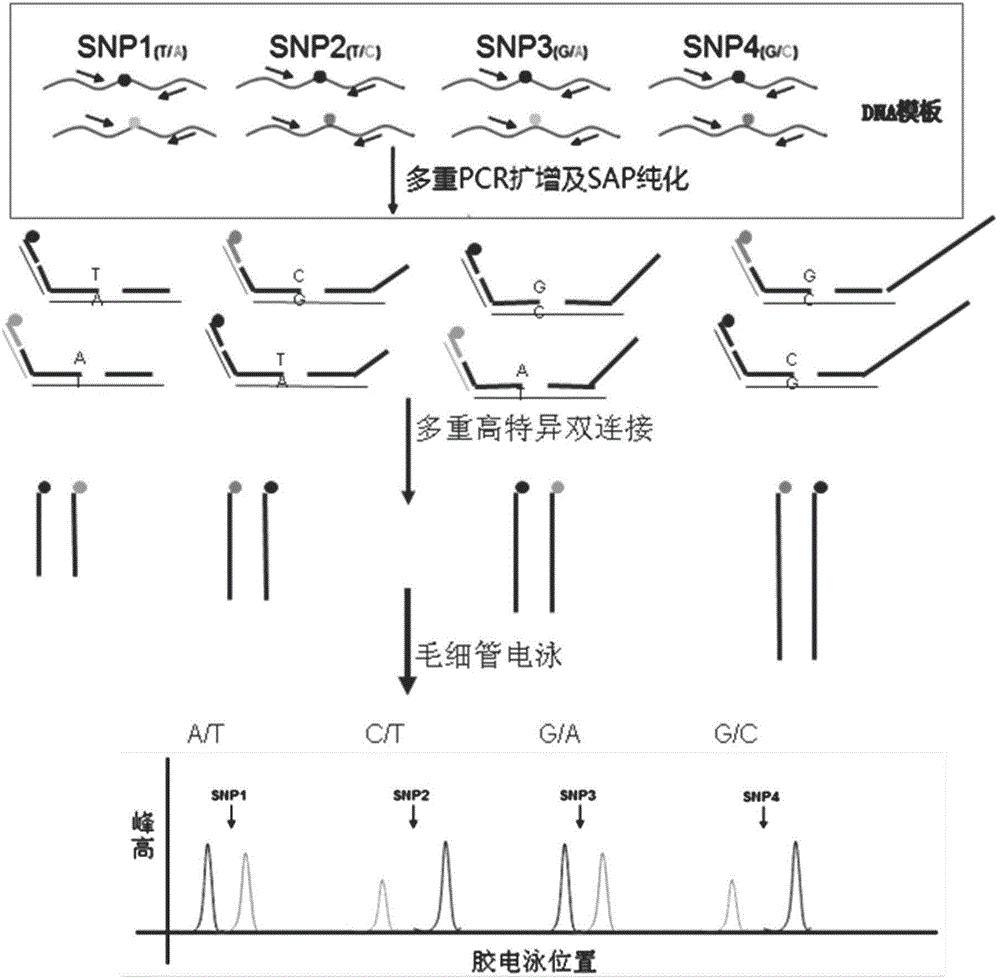 Novel deafness related gene mutation detection system and kit