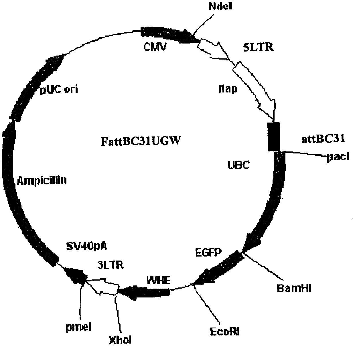 Preparation method and application of multi-target complex antigen-loaded CD8+ cytotoxic T lymphocytes