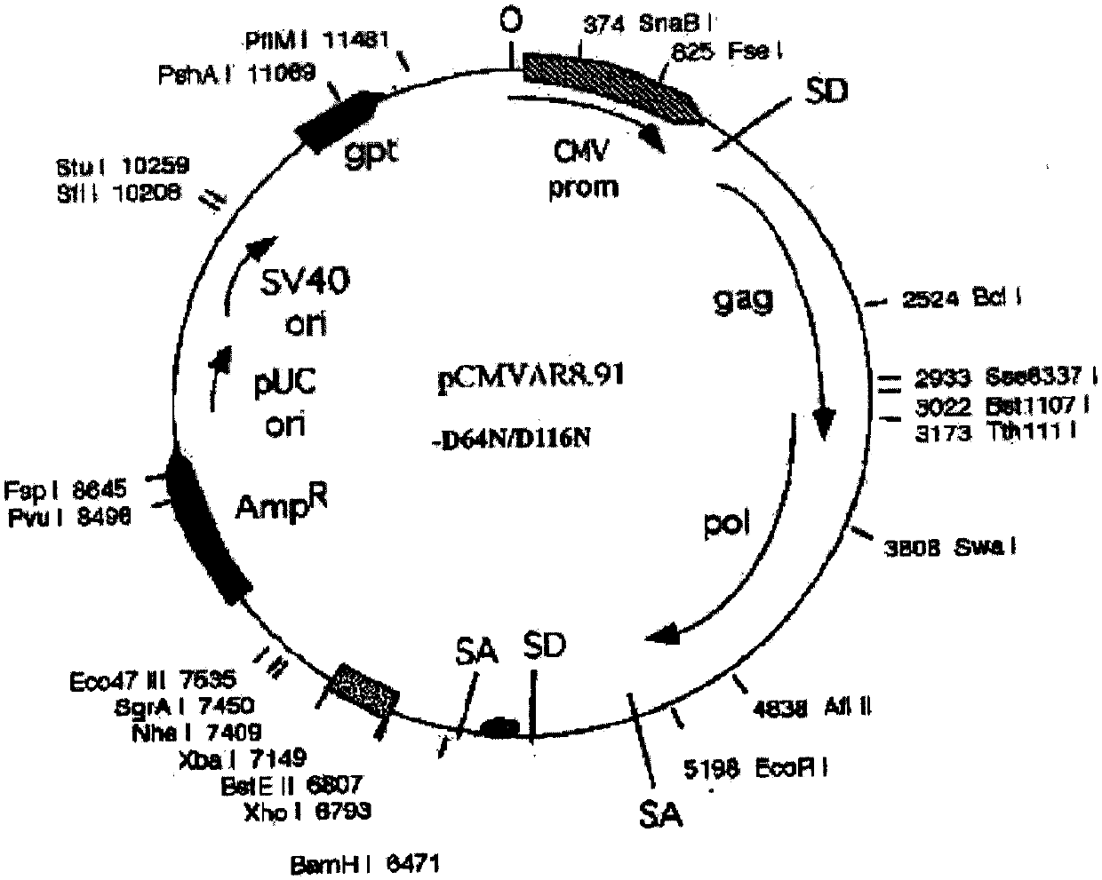 Preparation method and application of multi-target complex antigen-loaded CD8+ cytotoxic T lymphocytes