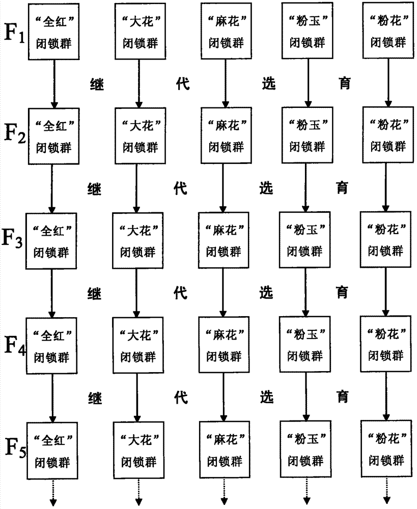 Breeding method for five specialized lines of Oujiang color common carp