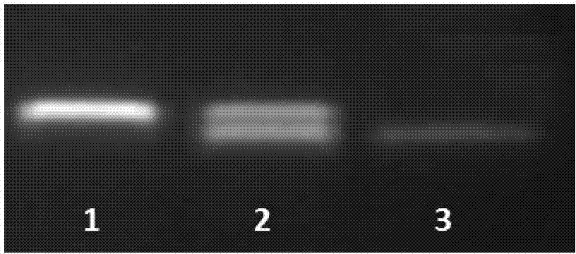 Method for obtaining rice sterile line by utilizing RNAi (Ribose Nucleic Acid interfere) technology to control rice fertile gene