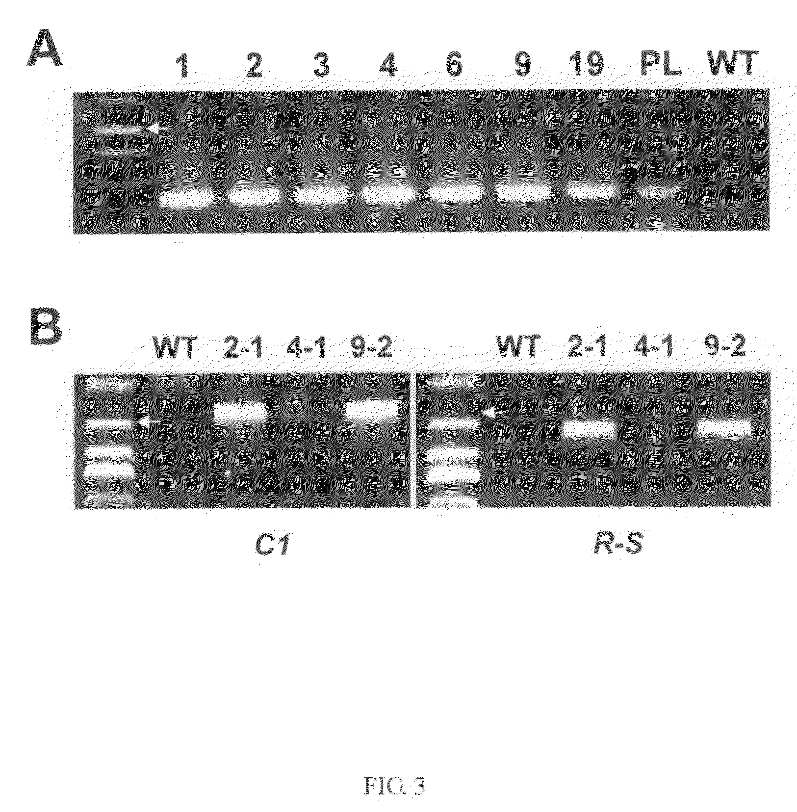 Transgenic rice line producing high level of flavonoids in the endosperm