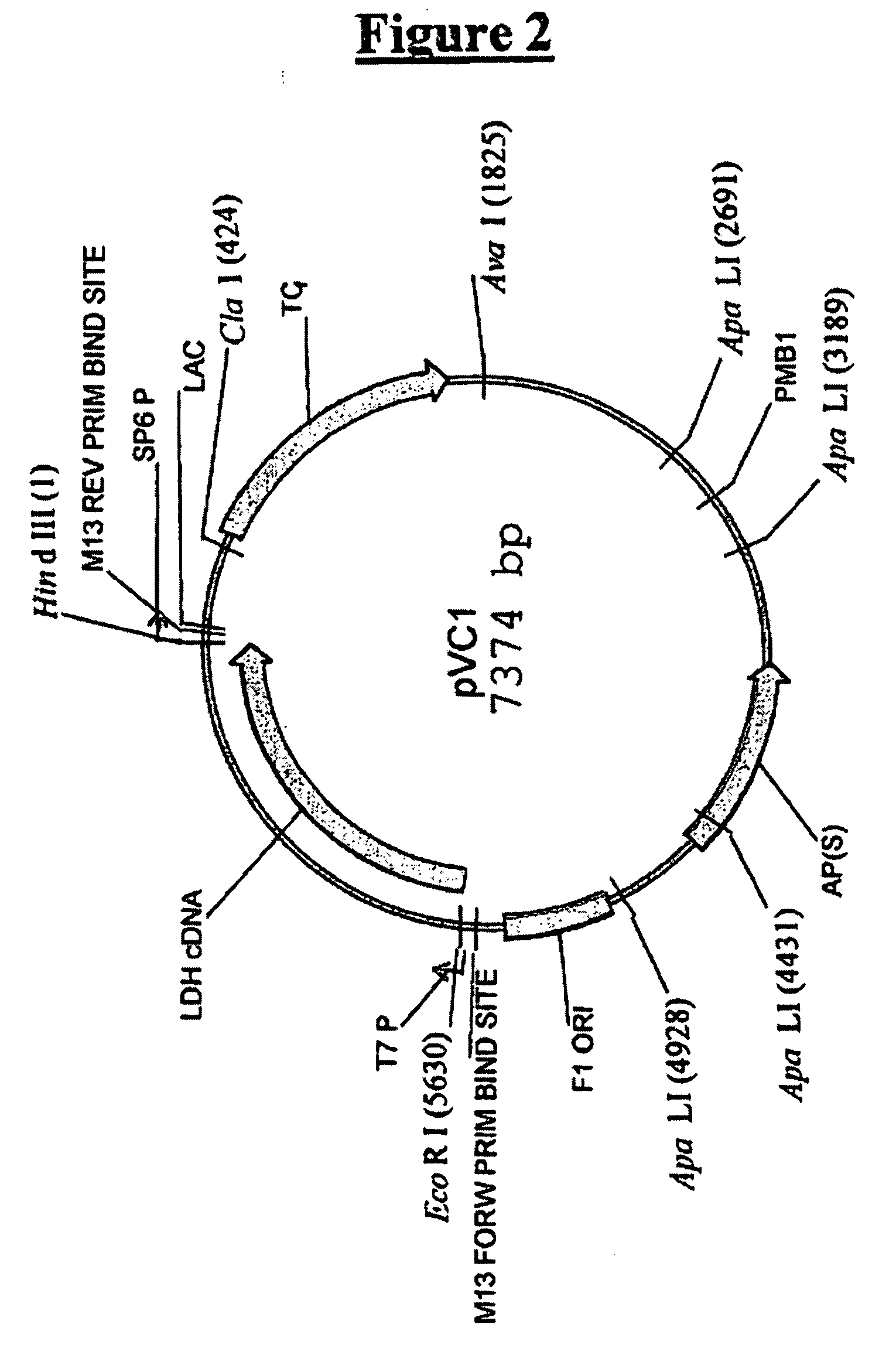 Production of D-lactic acid with yeast