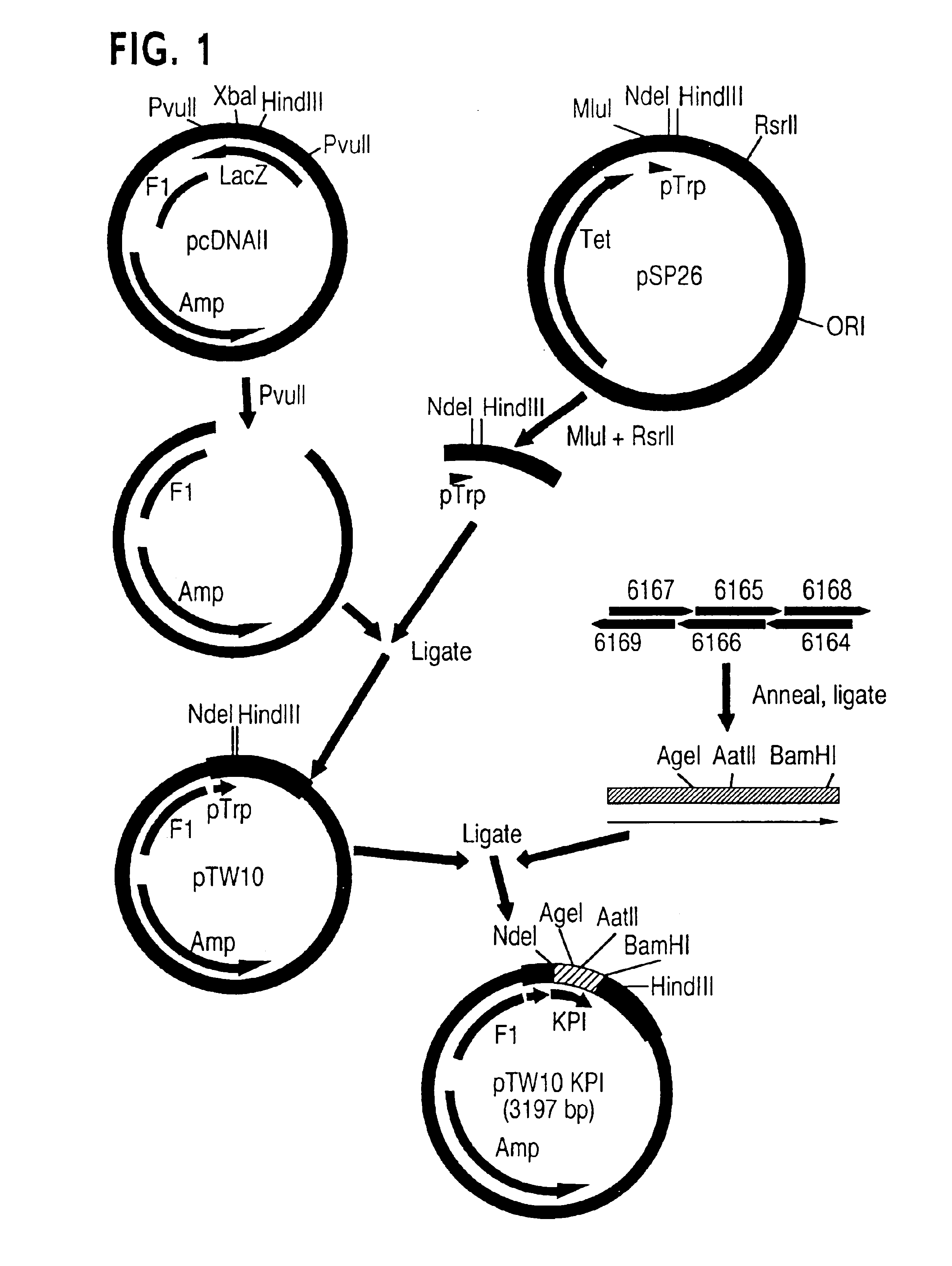 Protease inhibitor peptides