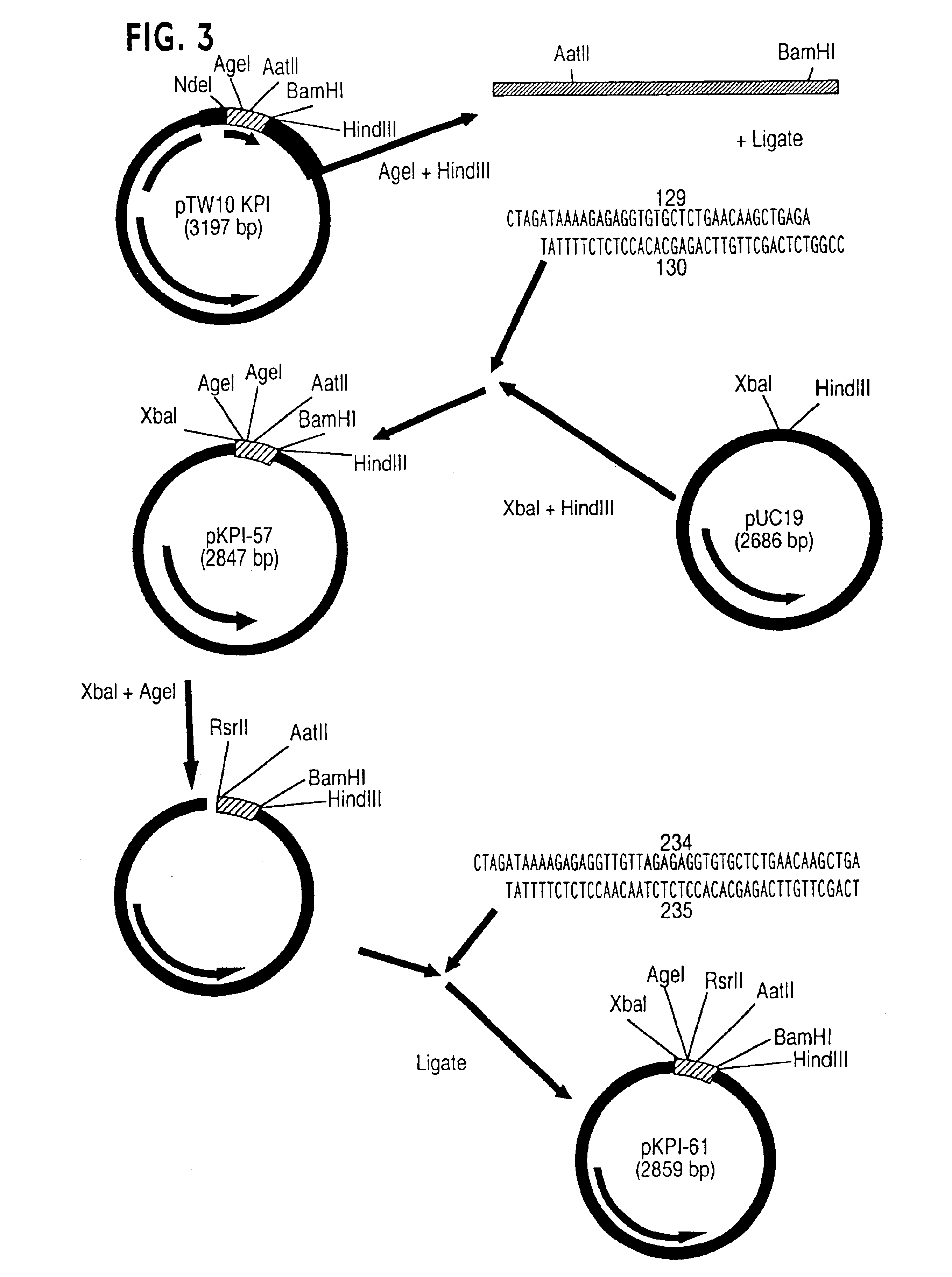 Protease inhibitor peptides