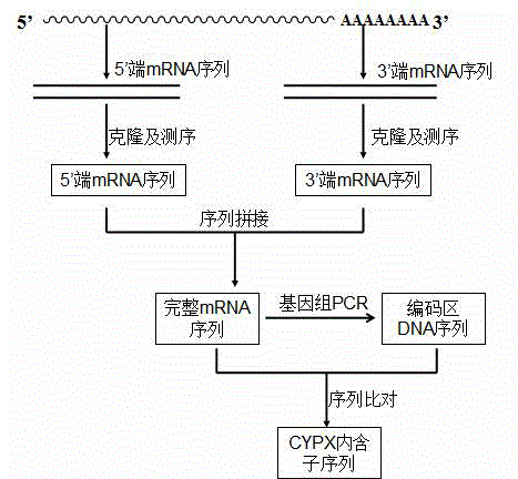 Cloning and Analysis of a 7α,15α Dihydroxylated dhea P450 Enzyme Gene