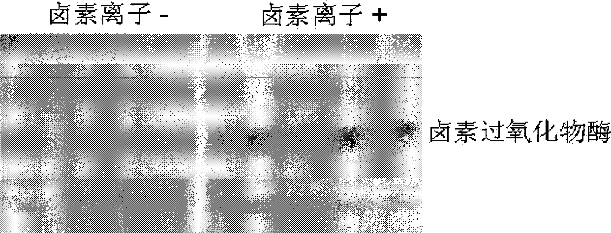 Separation and purification method of haloperoxidase