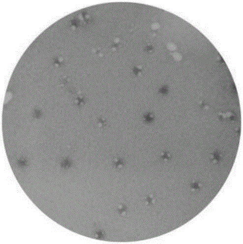 Test piece for quick test of coliform bacteria and preparation method and test method of test piece