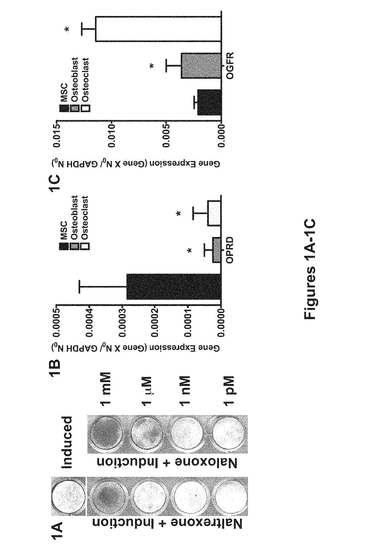 Compositions and methods to promote bone formation