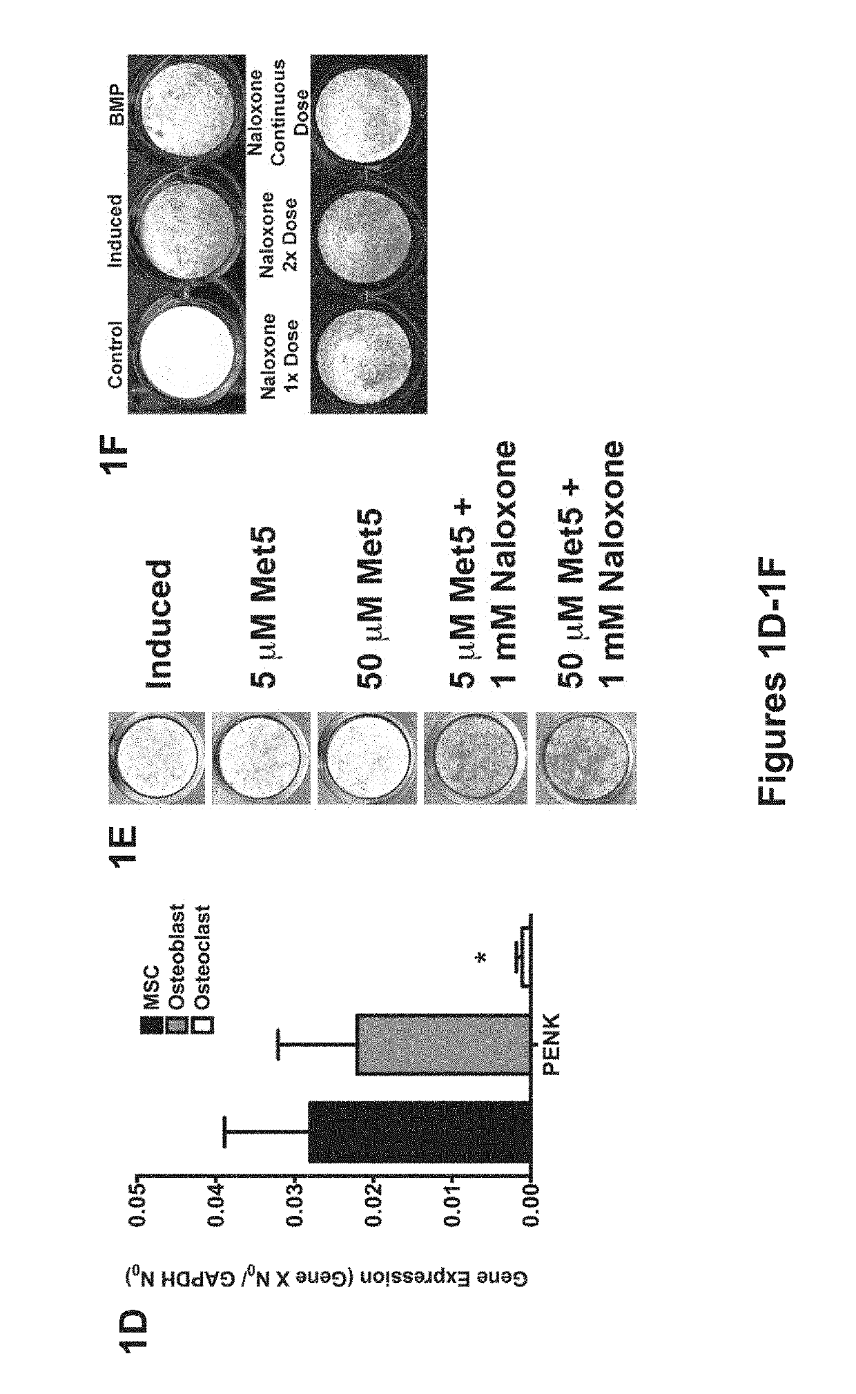 Compositions and methods to promote bone formation