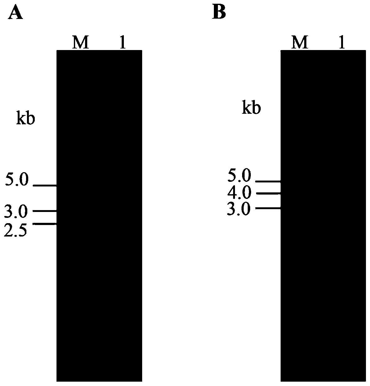 Dual-luciferase reporter gene vector of human TLR4 gene 3' untranslated region and building method and application thereof