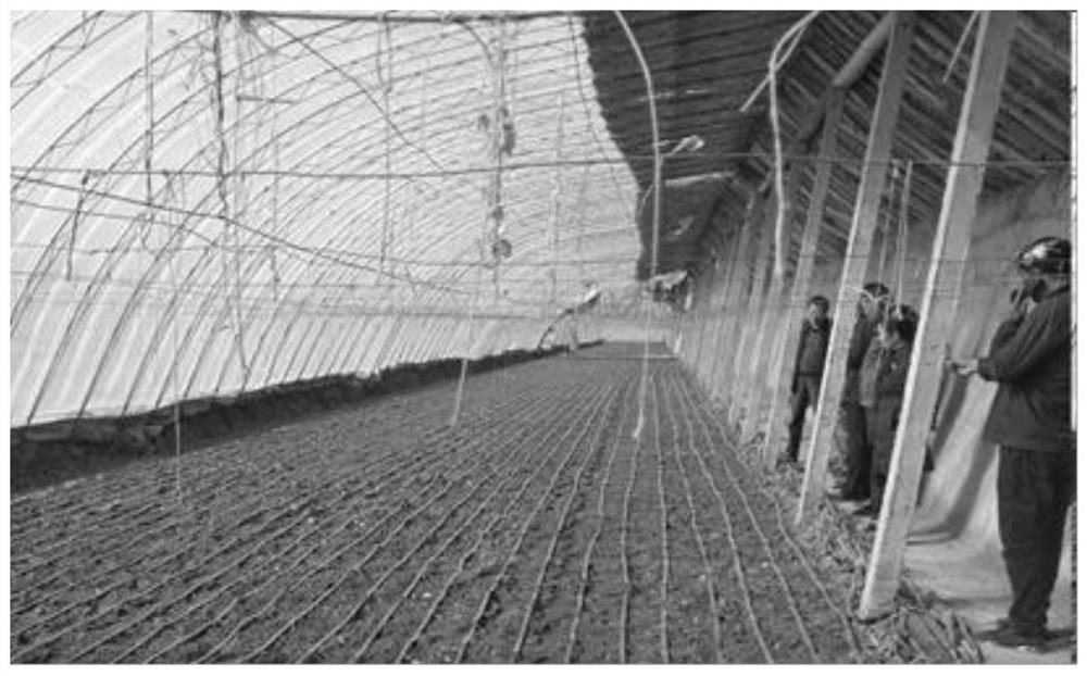 A drip irrigation planting method for the rotation of Hami melon and chives in a solar greenhouse