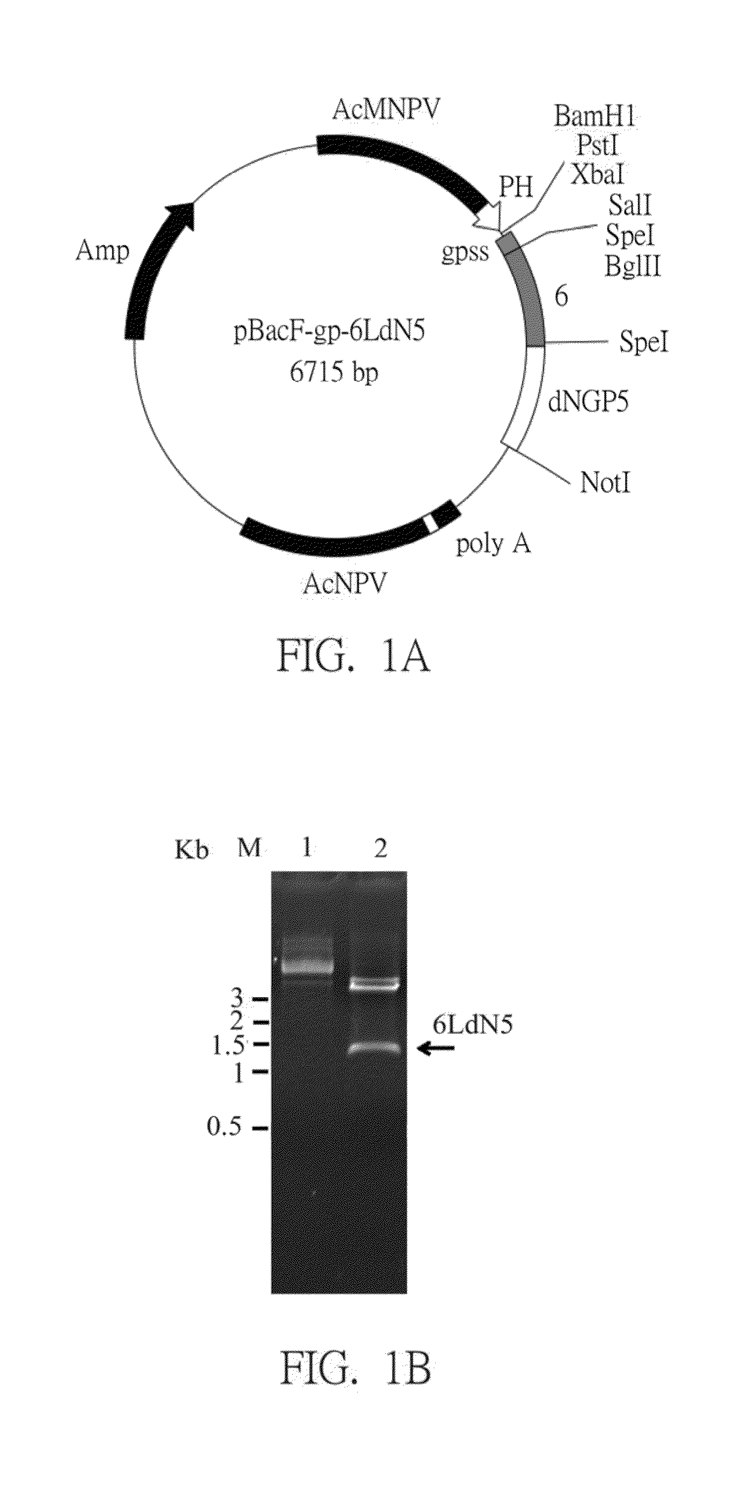 Recombinant fusion antigen gene, recombinant fusion antigen protein and subunit vaccine composition having the same against infection of porcine reproductive and respiratory syndrome virus