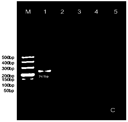 Primers, detection kit and preparation method for detecting foot-and-mouth disease asia type 1 virus