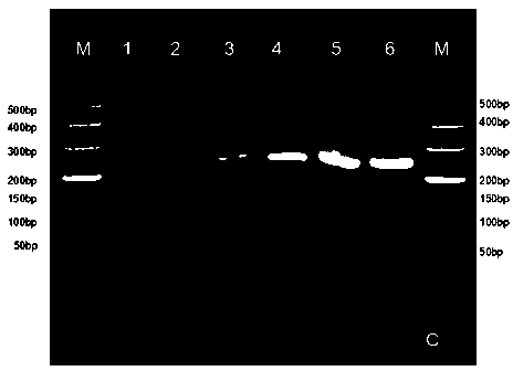 Primers, detection kit and preparation method for detecting foot-and-mouth disease asia type 1 virus