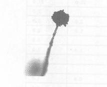 Phosphate solubilizing bacterium, as well as preparation method and application thereof