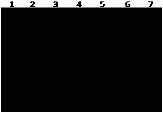 Method for detecting brucella abortus attenuated vaccine strain S19