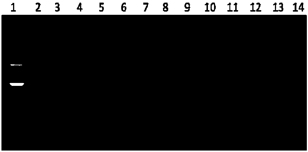 Method for detecting brucella abortus attenuated vaccine strain S19