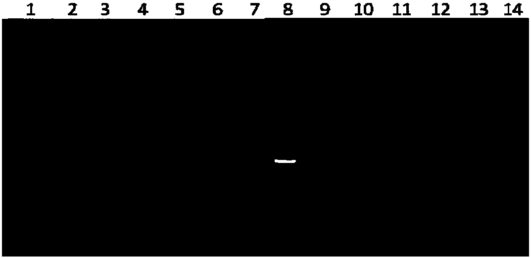 Method for detecting brucella abortus attenuated vaccine strain S19