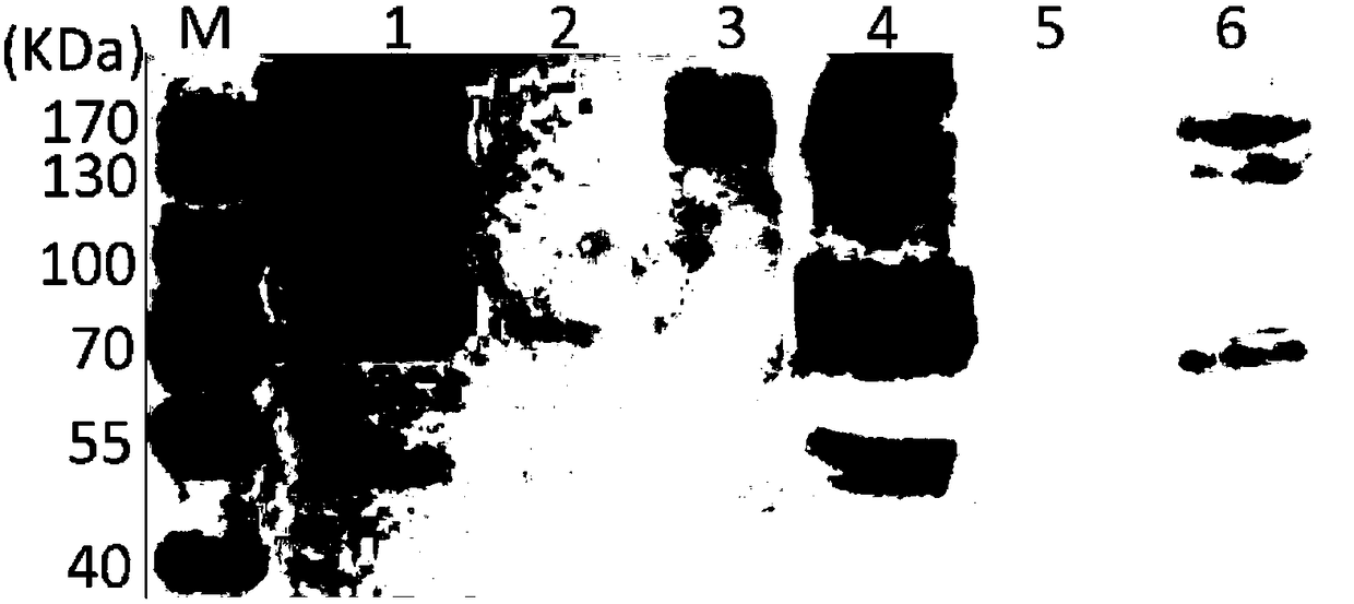 Grass carp IgM monoclonal antibody, and preparation method and applications thereof