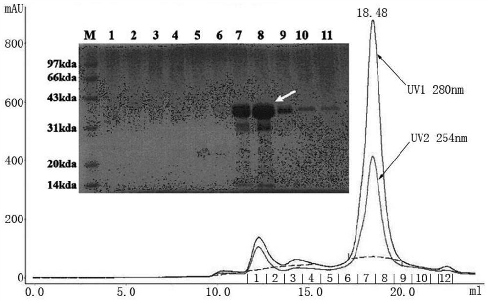 Rift valley fever virus humanized monoclonal antibody and application thereof