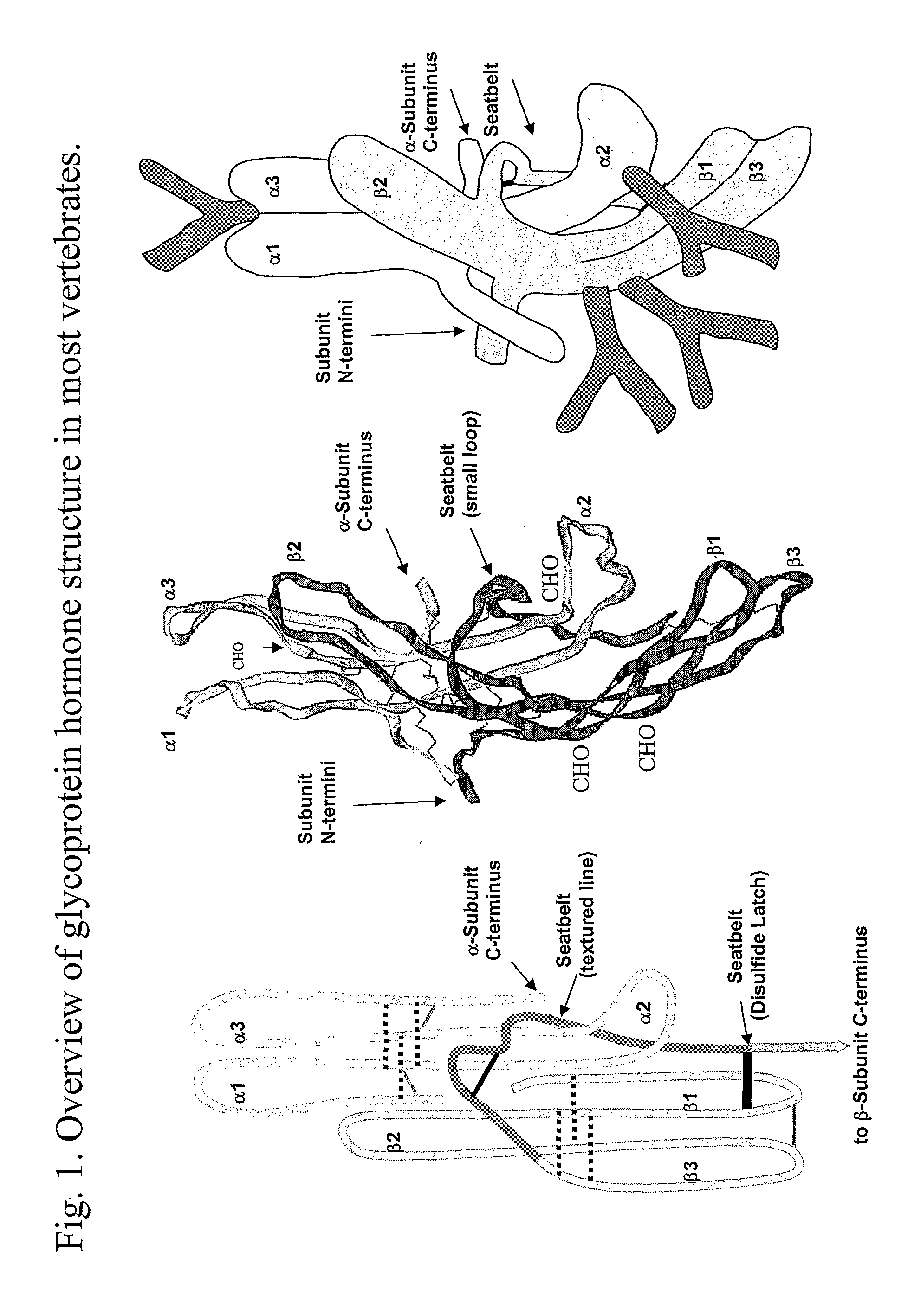 Glycoprotein Hormone Analogs