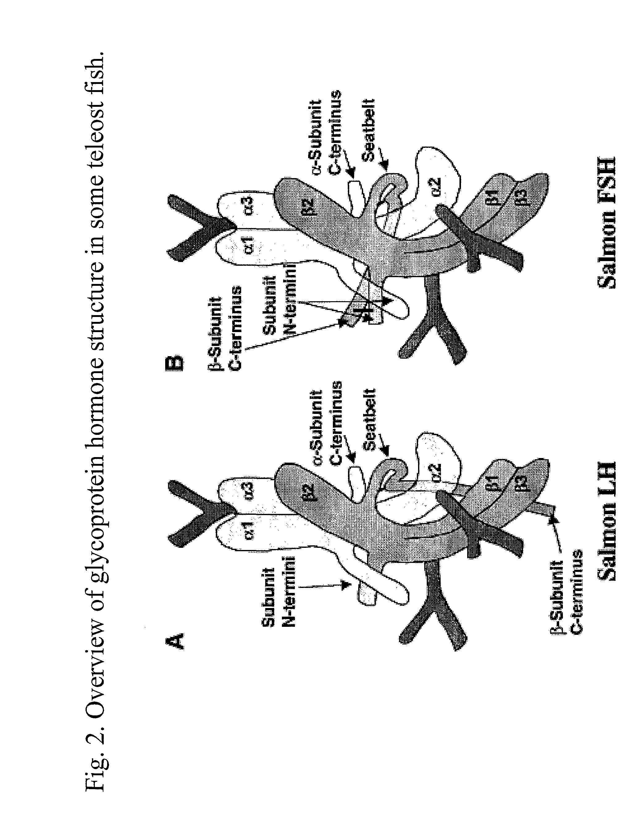 Glycoprotein Hormone Analogs