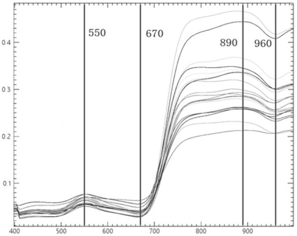 Method and system for adjusting and improving tree species identification precision based on hyperspectral resolution