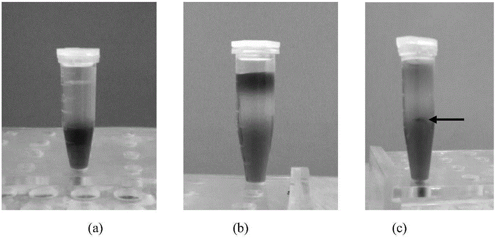 System for characterizing macrophage phagocytosis microorganisms of pompanos