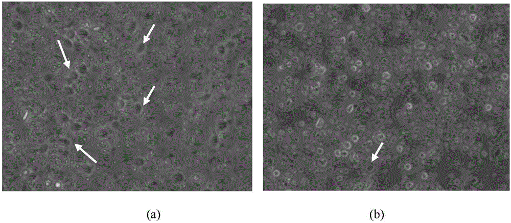 System for characterizing macrophage phagocytosis microorganisms of pompanos