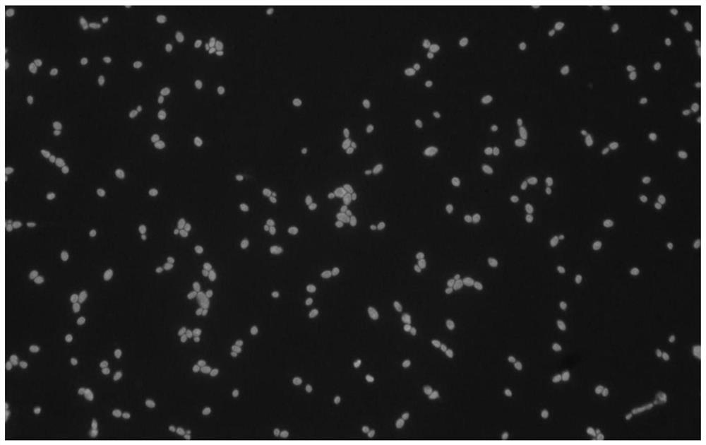 Fluorescent staining solution and application thereof